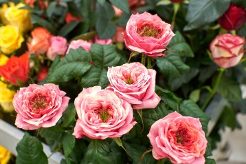 1в_пионовидная-regents-park-tia_3717