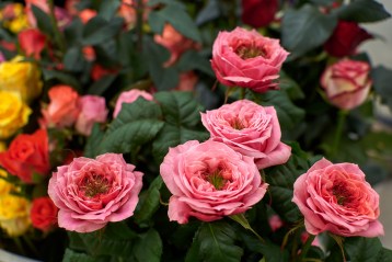 1в_пионовидная-regents-park-tia_3723