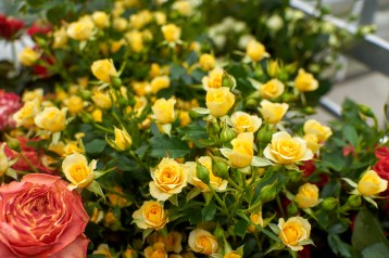 7в_спрей-----------------------good-yellow-tia_3559